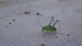 Adorable Cricket Insect Nature On Ground