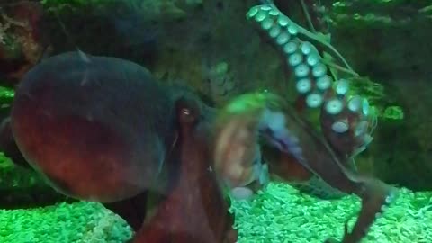 Octopus.