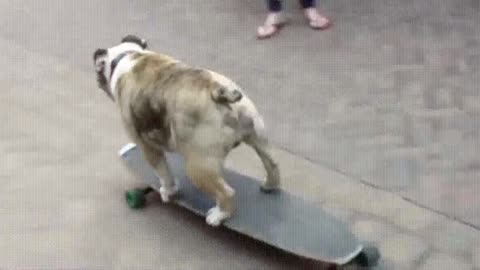 dog rides skateboard and kills tranny