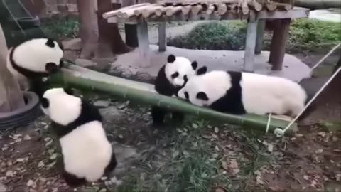 Funny And Cute Panda Compilation 2023 🐼 videos can't stop laughing 🤣🤣