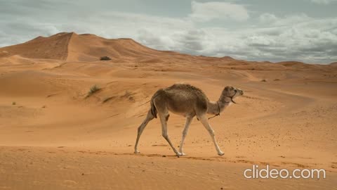 Camel walk