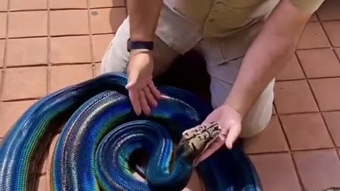 The rarest Rainbow Snake ( rainbow python) only few in the world don't miss it