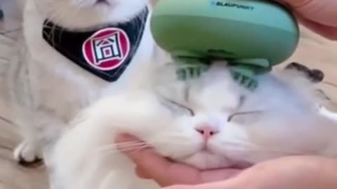 Now Mu Cute Kitten Cat is Feeling Comfortable | Funny Cat Video