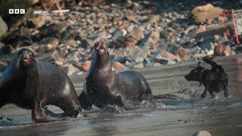 Sea Lions vs Dogs Mammals 4K UHD BBC Earth