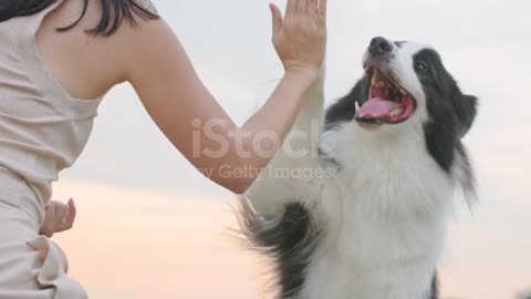 Dog hand shake