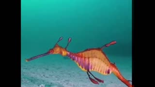 EXUBERANT SEAHORSE