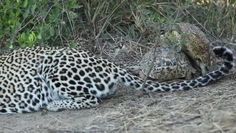 Mating tortoises interrupt hunting leopard