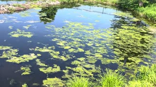 Beautiful Pond