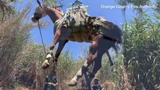 Firefighters airlift horse to safety in California