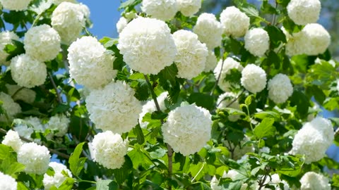 Fluffy big white flowers moving with the wind