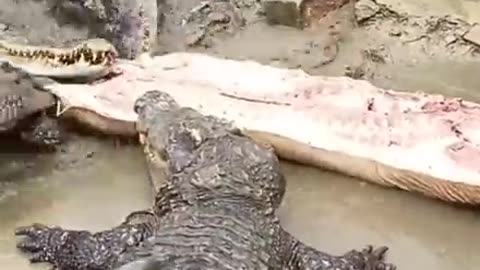 crocodile eating pork #shorts