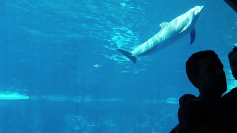 Dolphin swimming underwater ( aquarium)