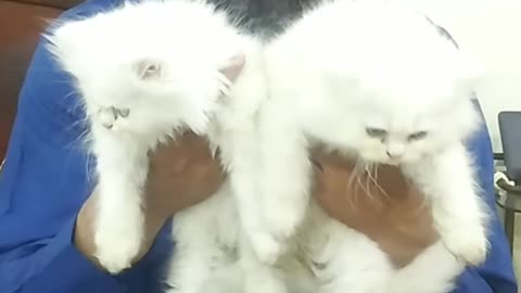 Kittens For Sale in Lahore Pakistan | Semi Punch | Tripple Coat