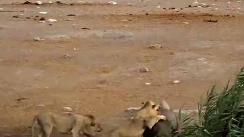 3 lions attack rhino stuck in mud