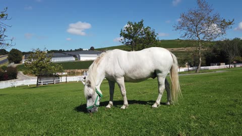 Serene Scene: White Pony's Blissful Grazing 🐴🌱