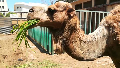 Close Head shoot Of Dromedary Camel Shooing Some Grass