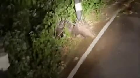 Amazing Wild Porcupine _ Khao Yai National Park, Thailand