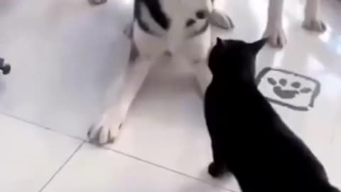Cat and dog funny