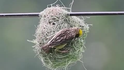 building a nest