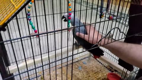 My First Vlog 😍 | New African Grey Parrot Ley Liya 😍 | #myfirstvlog | Pets & Vlogging Fun