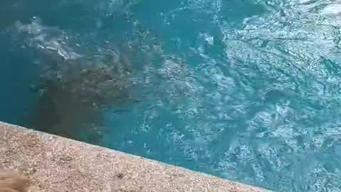 Dog is diving in the swimming pool (follow me)