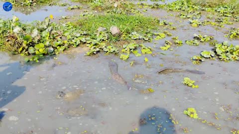 Amazing Hand Fishing Video | Traditional 2Boy Catching Fish By Hand In Pond Water(Part-1)