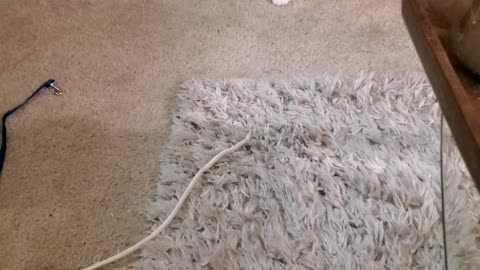 Adorable tuxedo cat playing with her shoestring 😸