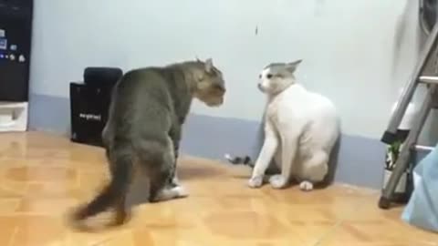 best funny cat fight boxing_