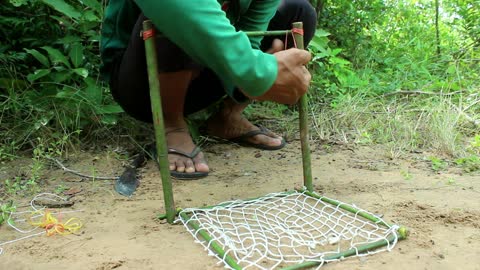 Traditional Parrot Trap Using Net With Wood - Amazing Traditional Bird Trap