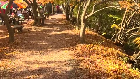 Nature walk Naejangsan National Park