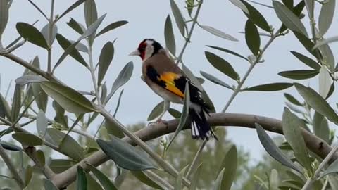 natural #cardellino #birdssongs #gardelina