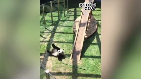 Panda Teamwork - Aww Cute Panda - Funniest Animals Compilation