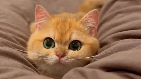 Cutee Cats Video