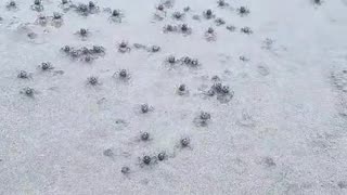 Blue Soldier Crabs Army Quickly Disappears into the Sand