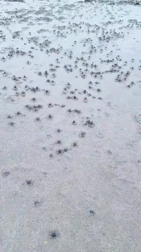Blue Soldier Crabs Army Quickly Disappears into the Sand