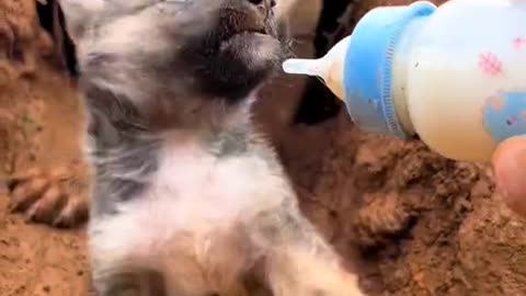 Man Feeds Milk Bottle to a Puppy While the Mother Dog Tries to Stop