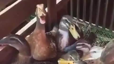 Duck Maniacal Laugh