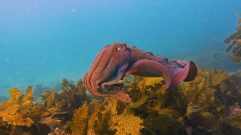 Giant Cuttlefish Attack 🐙