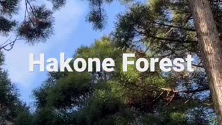 Hakone Forest