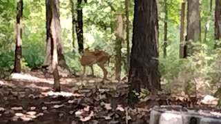 🦌 🦌 🦌 🦌 in nature