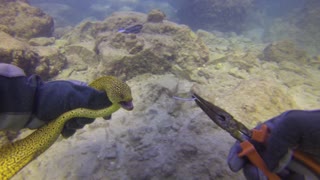Moray Eel Rescue in the Gold Coast Seaway