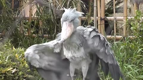 Shoebills Sound Like Machine Guns_FullHD.mp4