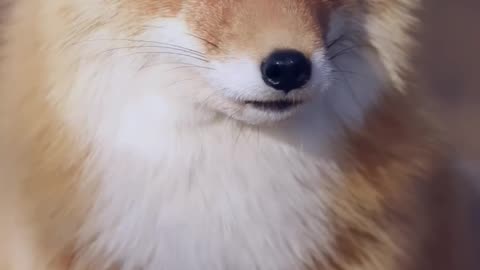 Fox Snow happy
