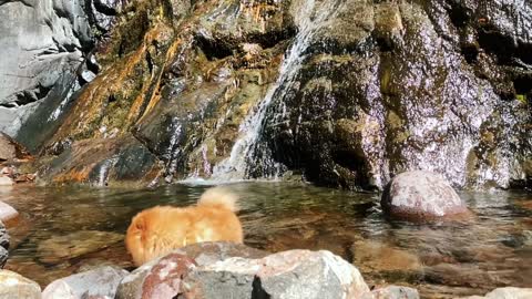 PET PET DOG IN WATERFALL PLAYING