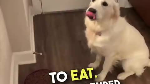 This dog is trained too well