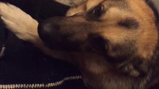Selfish German Shepherd refuses to let owner in bed