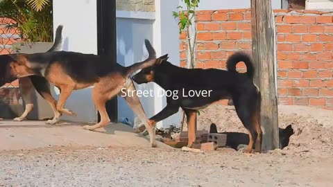 Awesome Village Dogs Breeding In Street - Animal Mating Friend - Street Dog Lover