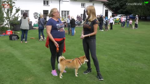 THE SHIBA INU - THE SCREAMING DOG OF JAPAN