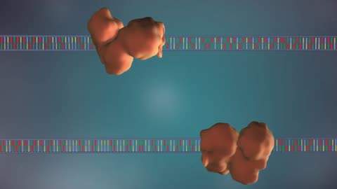DNA replication - 3D.mp4