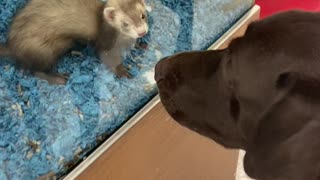 Adorable interaction between a pup and ferret